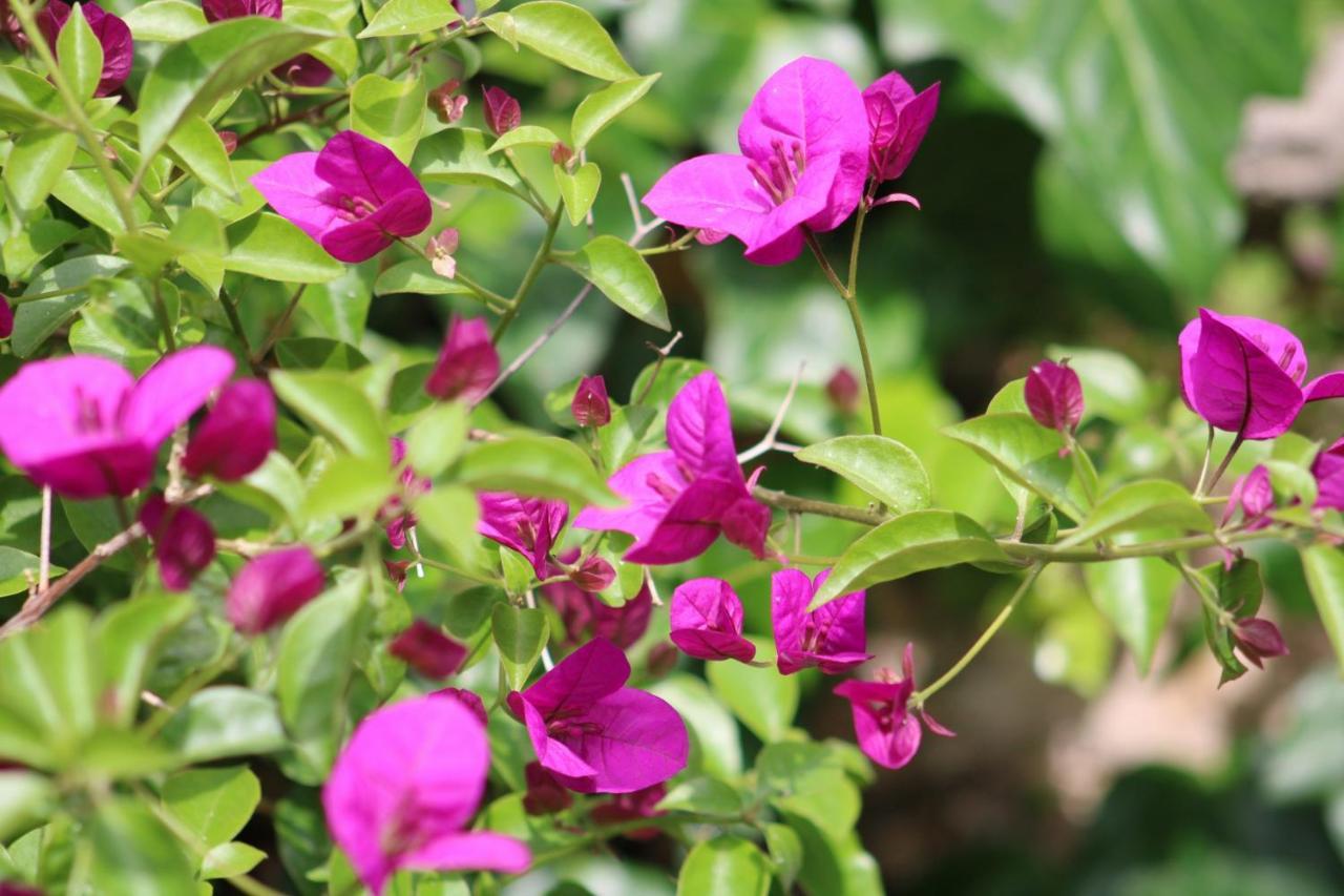 Penelope'S Street Old House Apartment Lefkada City Ngoại thất bức ảnh